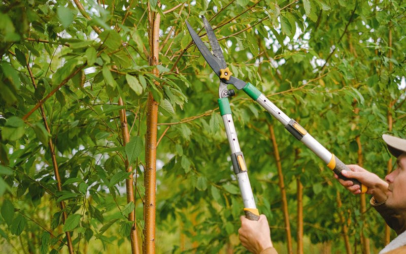 Tree trimming in Moroni, UT